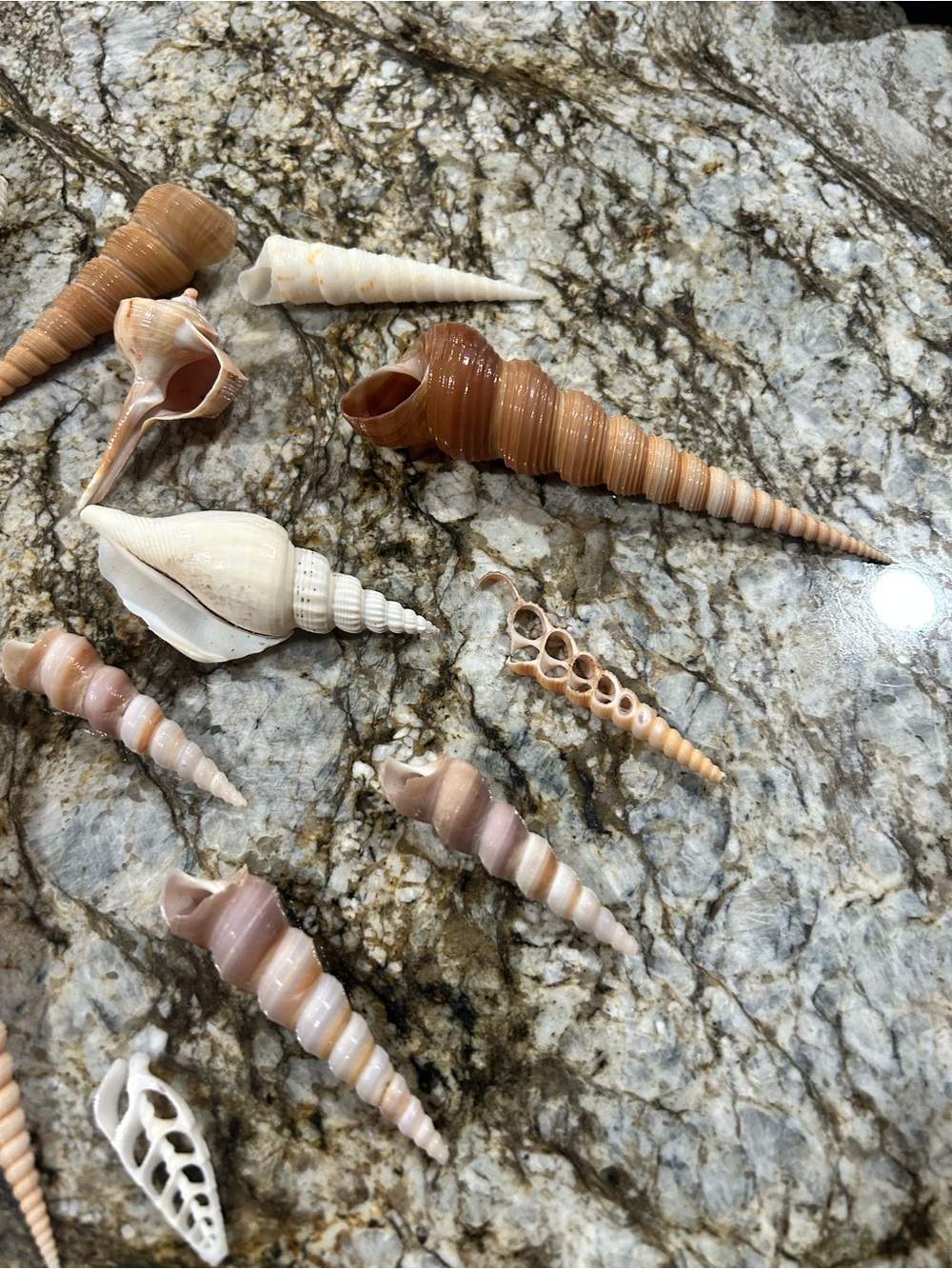 19 unique shells - Picture 5 of 7